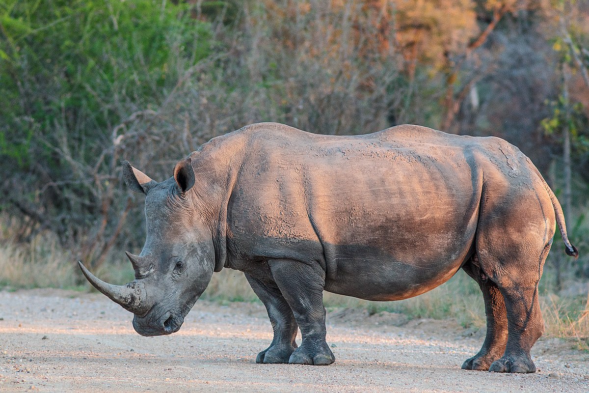 Picture of Rhino