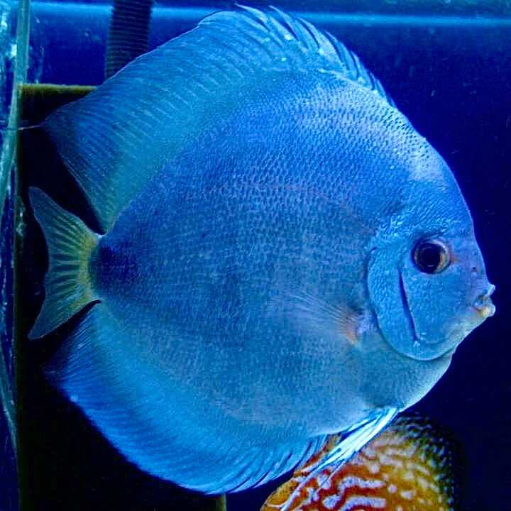 Image of Blue Discus