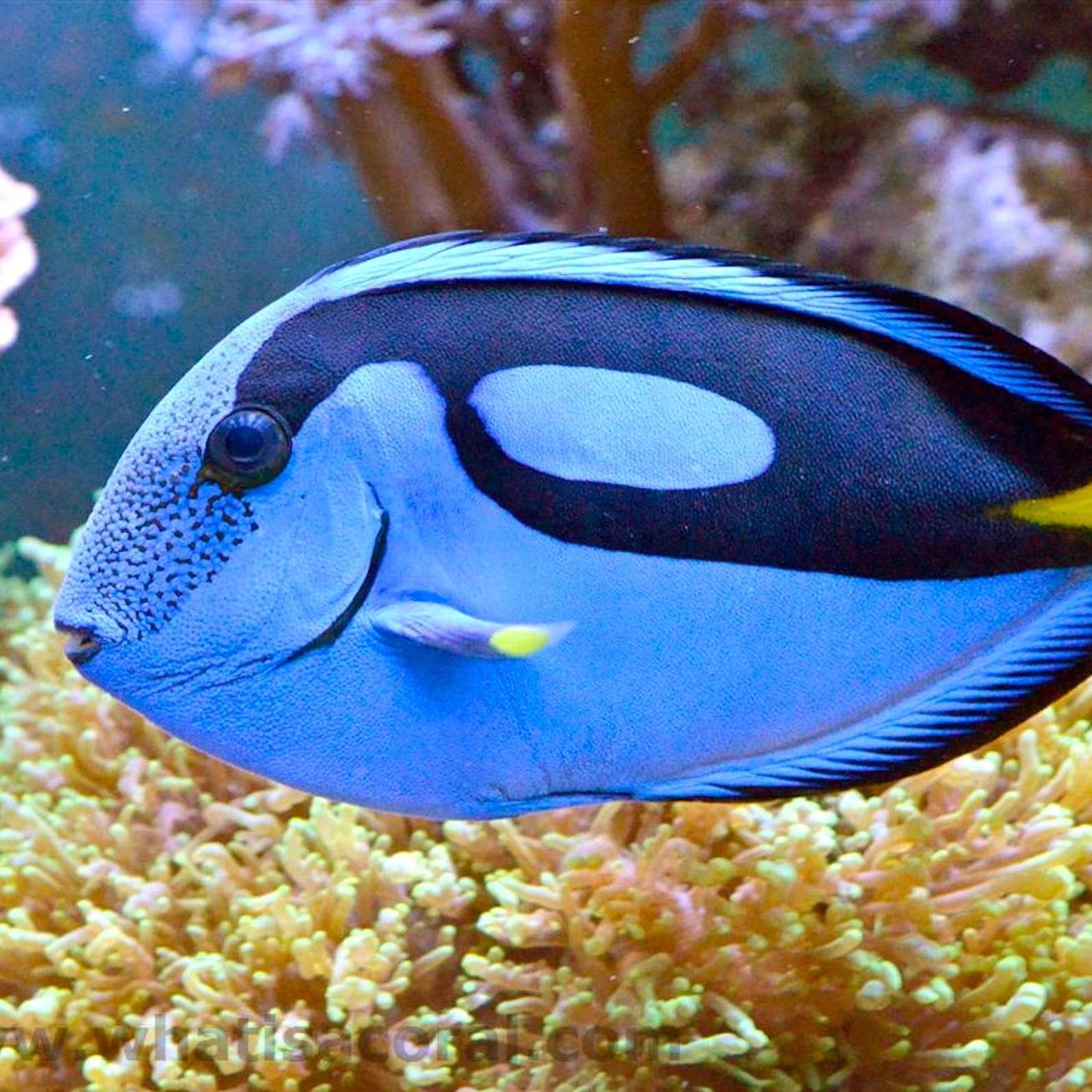 Image of Blue Tang