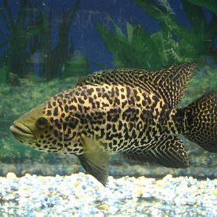 Image of Jaguar Cichlid