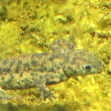 Image of Newt