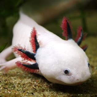 Image of axolotl