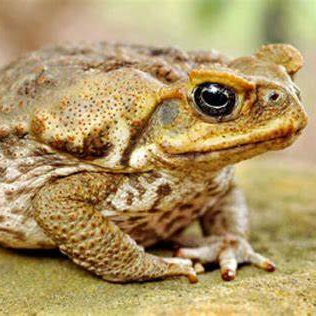 Image of Cane toad