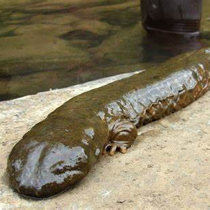 Image of Giant Salamander