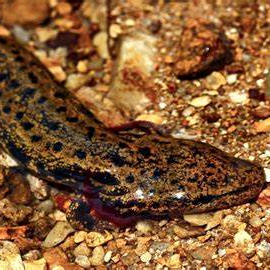 Image of Mud puppy