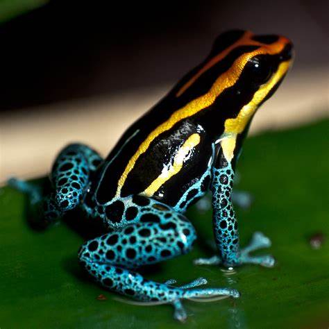 Image of Poison Dart Frog