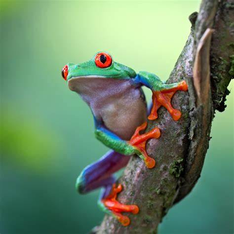 Image of Red Eyed Tree Frog