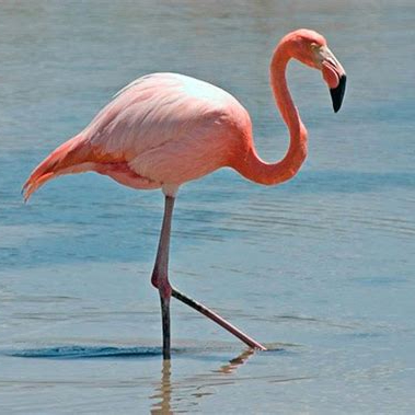 Image of Flamingo