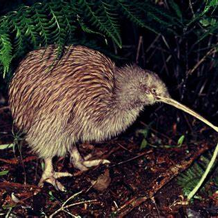 Image of Kiwi