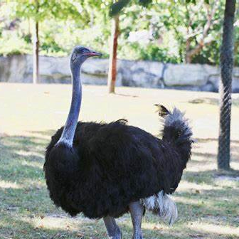 Image of Ostrich