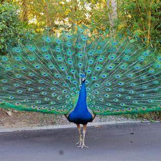 Image of Peacock