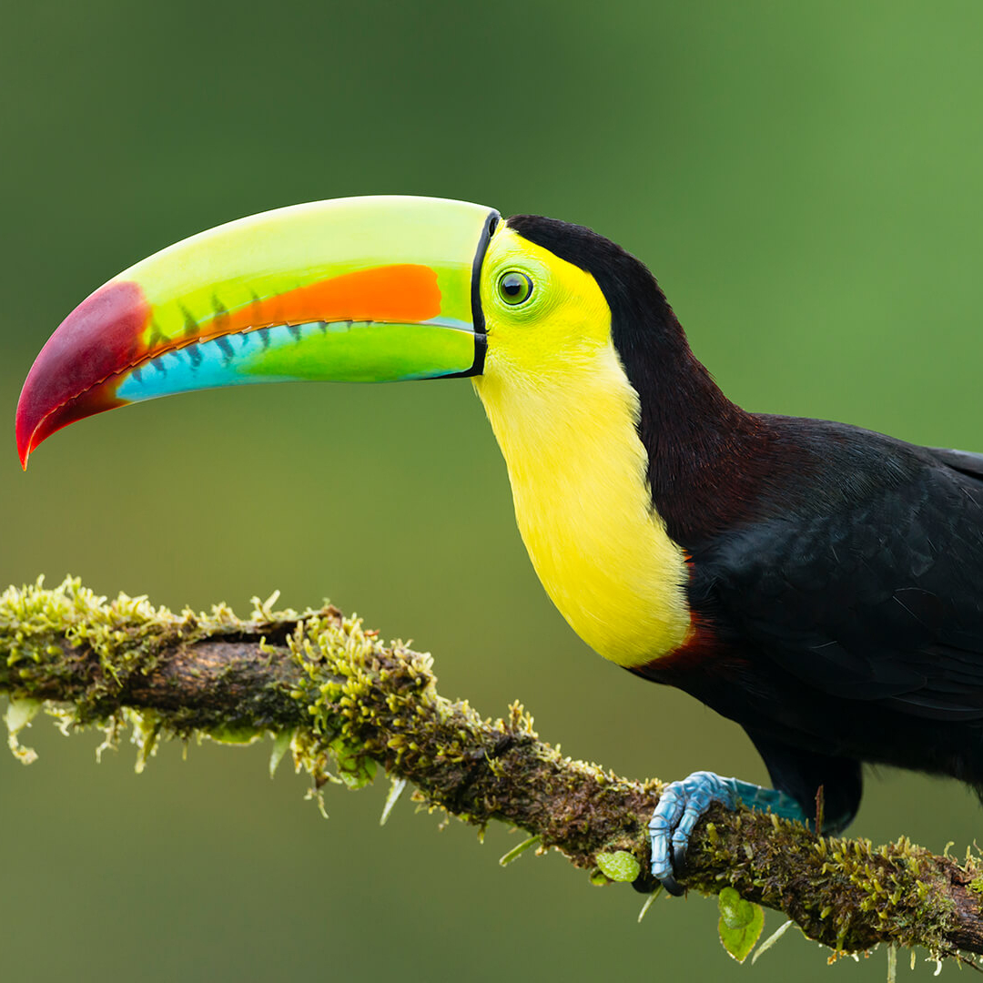 Image of Toucan