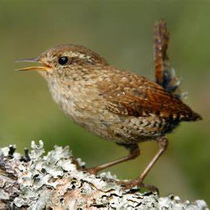 Image of Wren