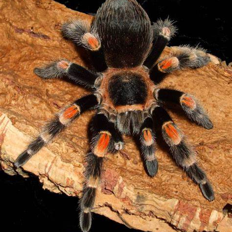 Image of tarantula