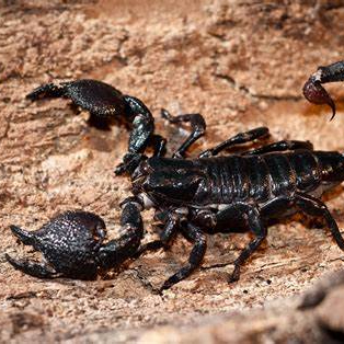 Image of Scorpion