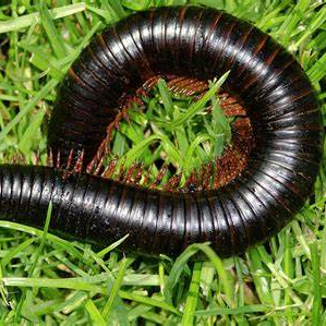 Image of Millipede