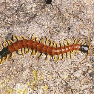 Image of Centipede