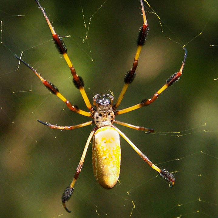 Image of Silk Spider