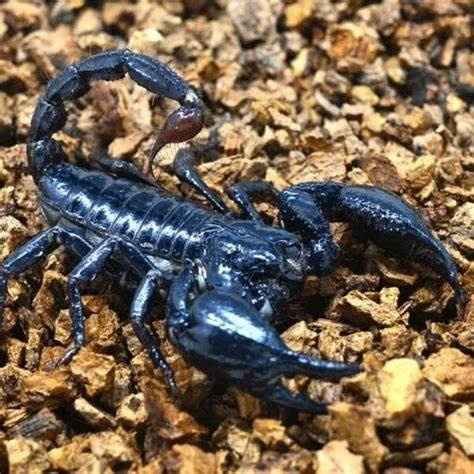 Image of Black Scorpion