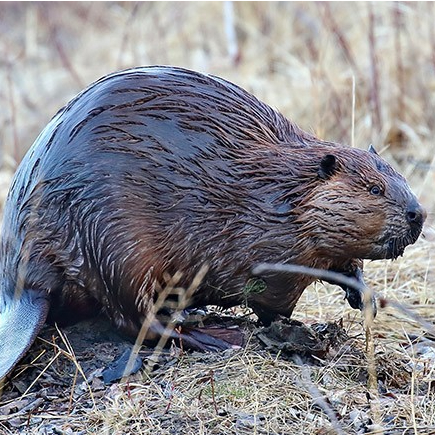 Image of beaver