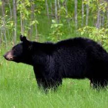Image of black bear