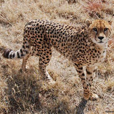 Image of cheetah