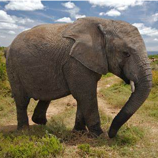 Image of Elephant