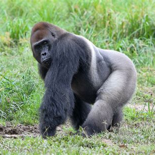 Image of Gorilla